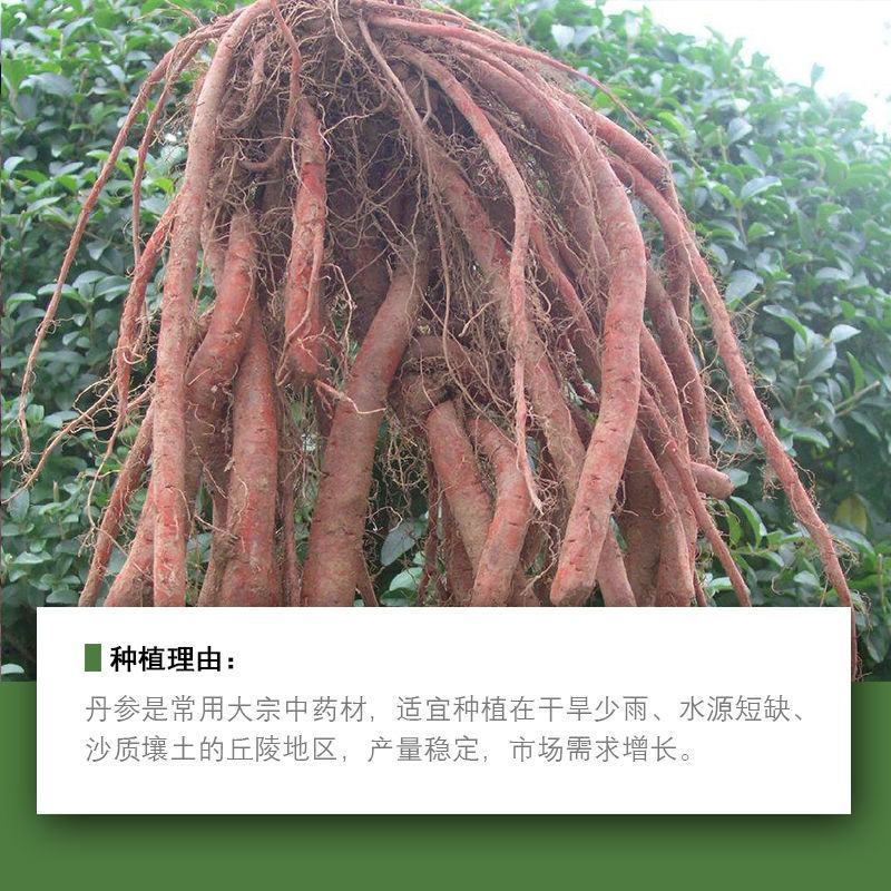 丹参种子中药材保健野生草药籽易种易管理大红根血参泡茶药用