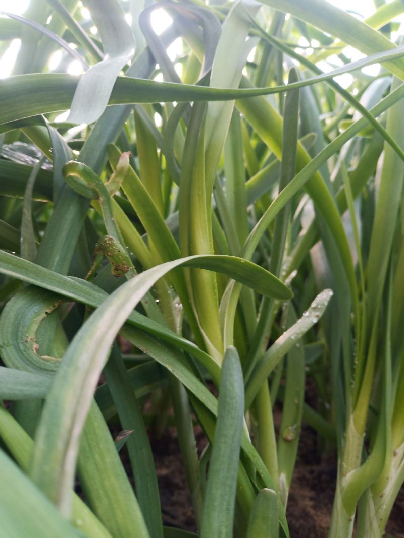韭菜已大量上市，欢迎选购