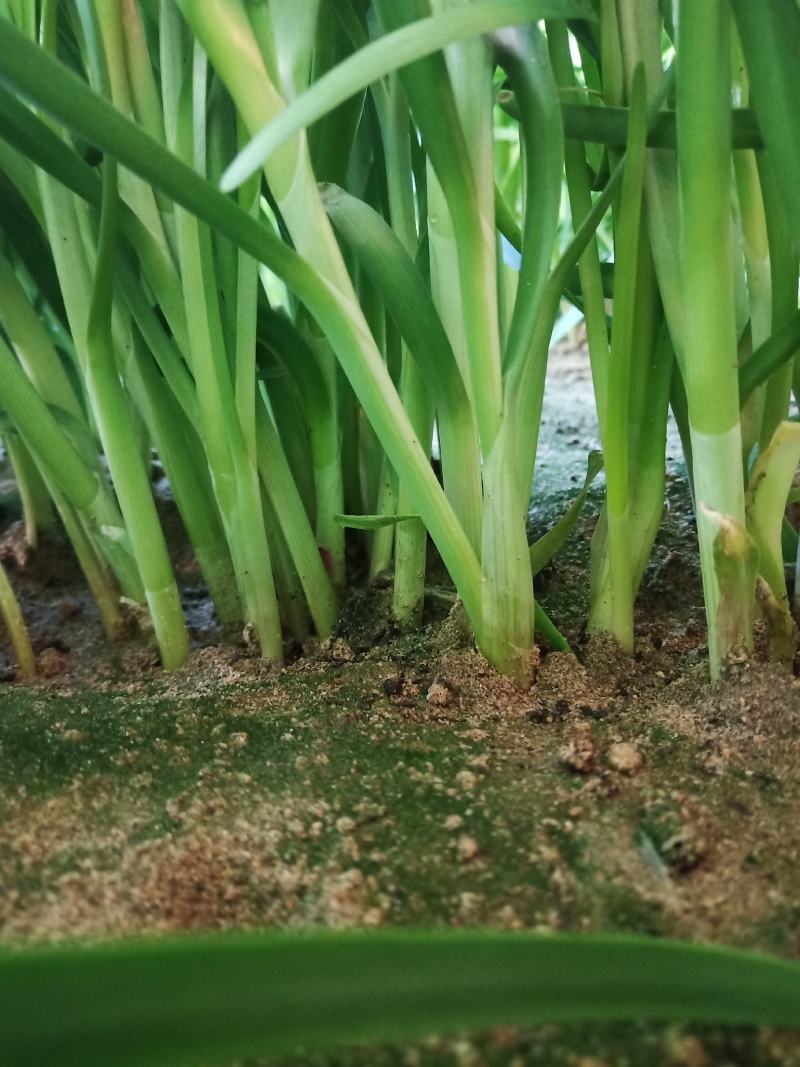 韭菜已大量上市，欢迎选购