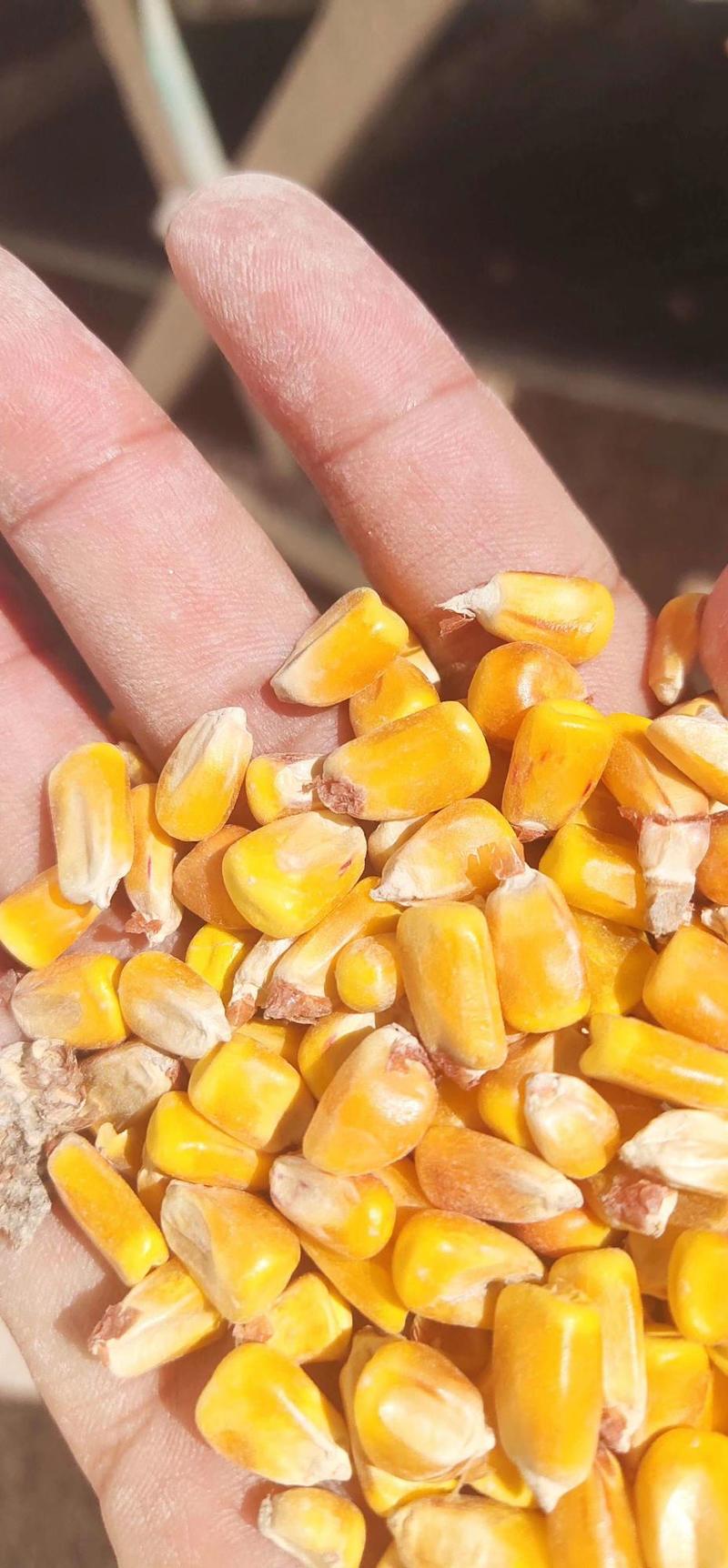 玉米饲料玉米2020年新粮