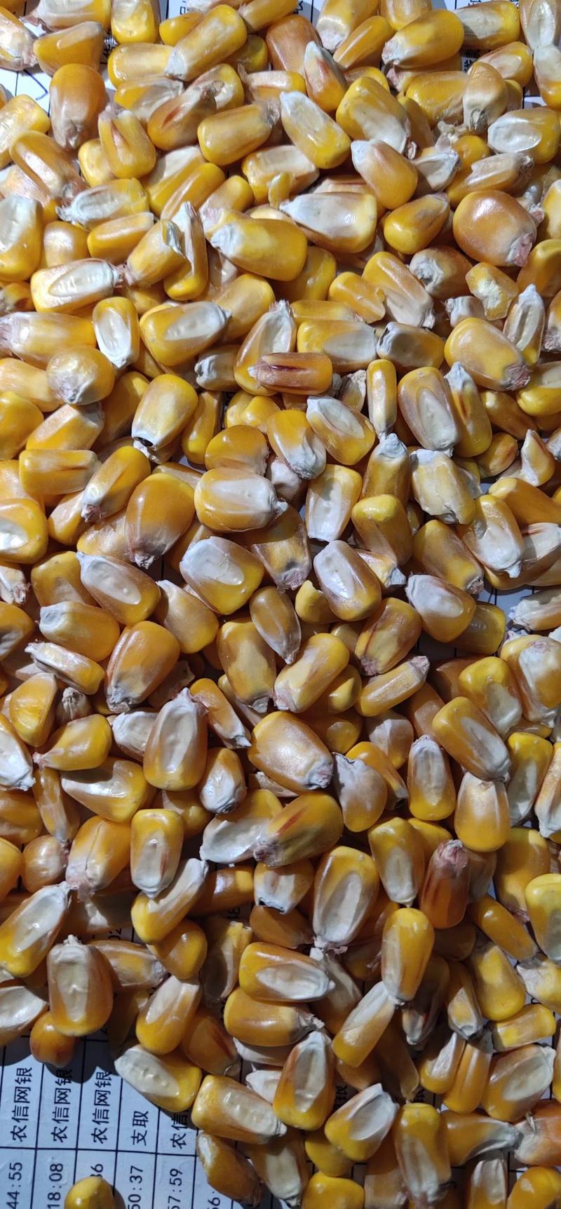 玉米饲料玉米2020年新粮