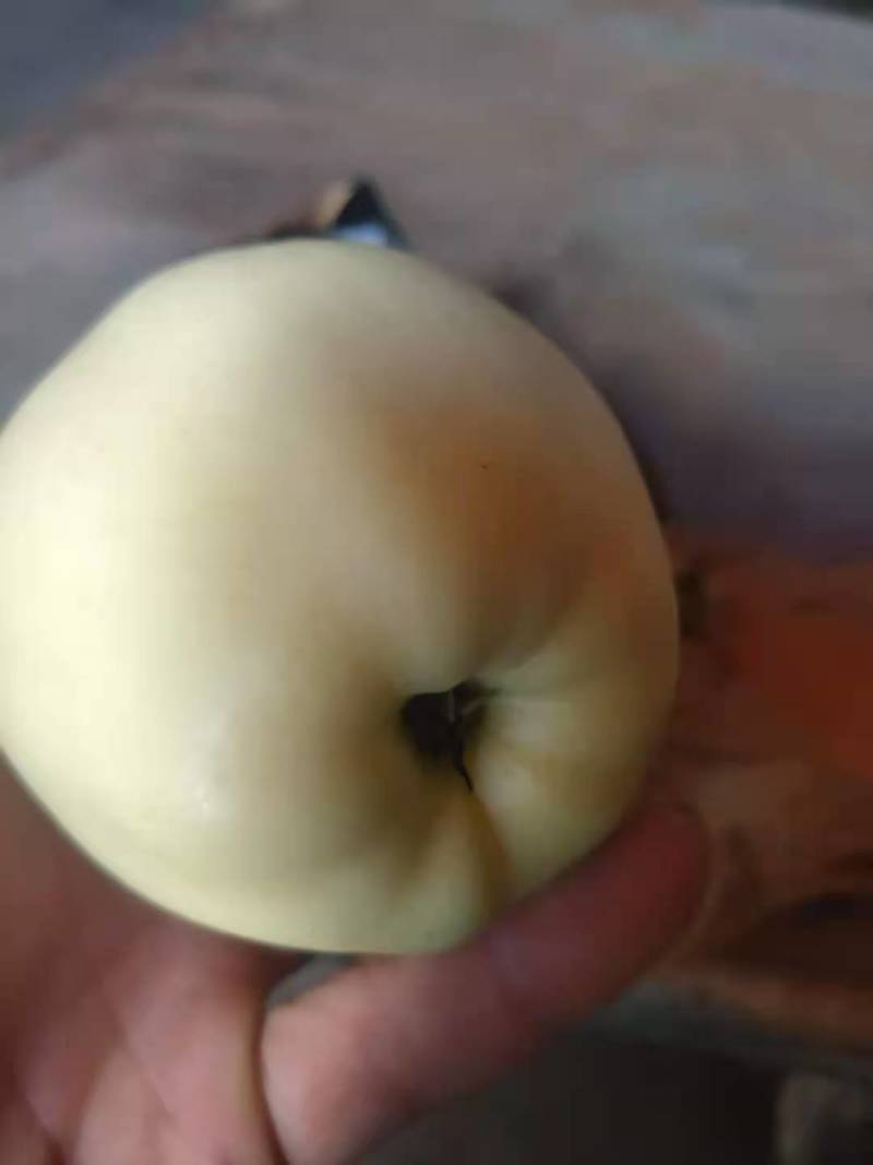 黄元帅苹果皮薄脆甜，产地货源充足，需要的客户可以联系我
