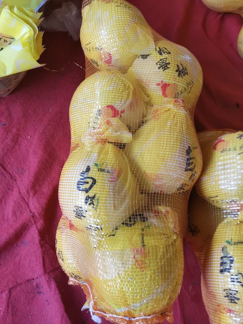 重庆巫溪红柚白柚现货量大