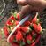 山东烟台精品甜宝大草莓🍓新鲜上市中口感一级棒果型好