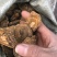 大黄天然无硫大黄可打粉产地直销一手货源