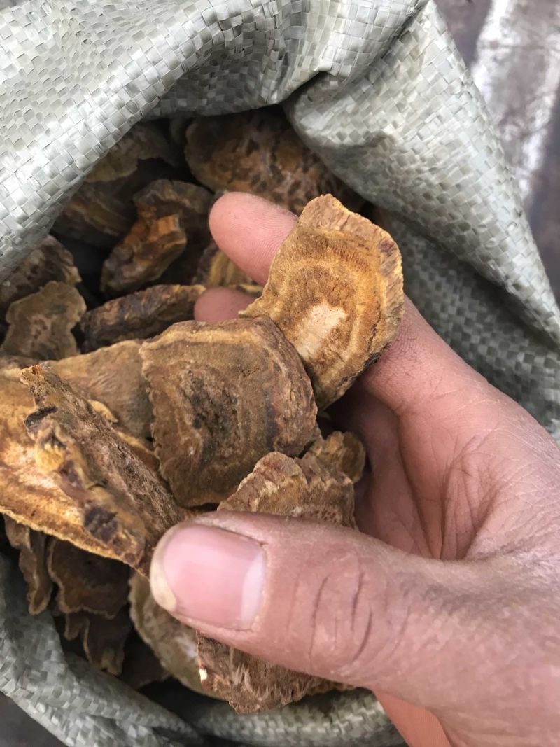 大黄天然无硫大黄可打粉产地直销一手货源