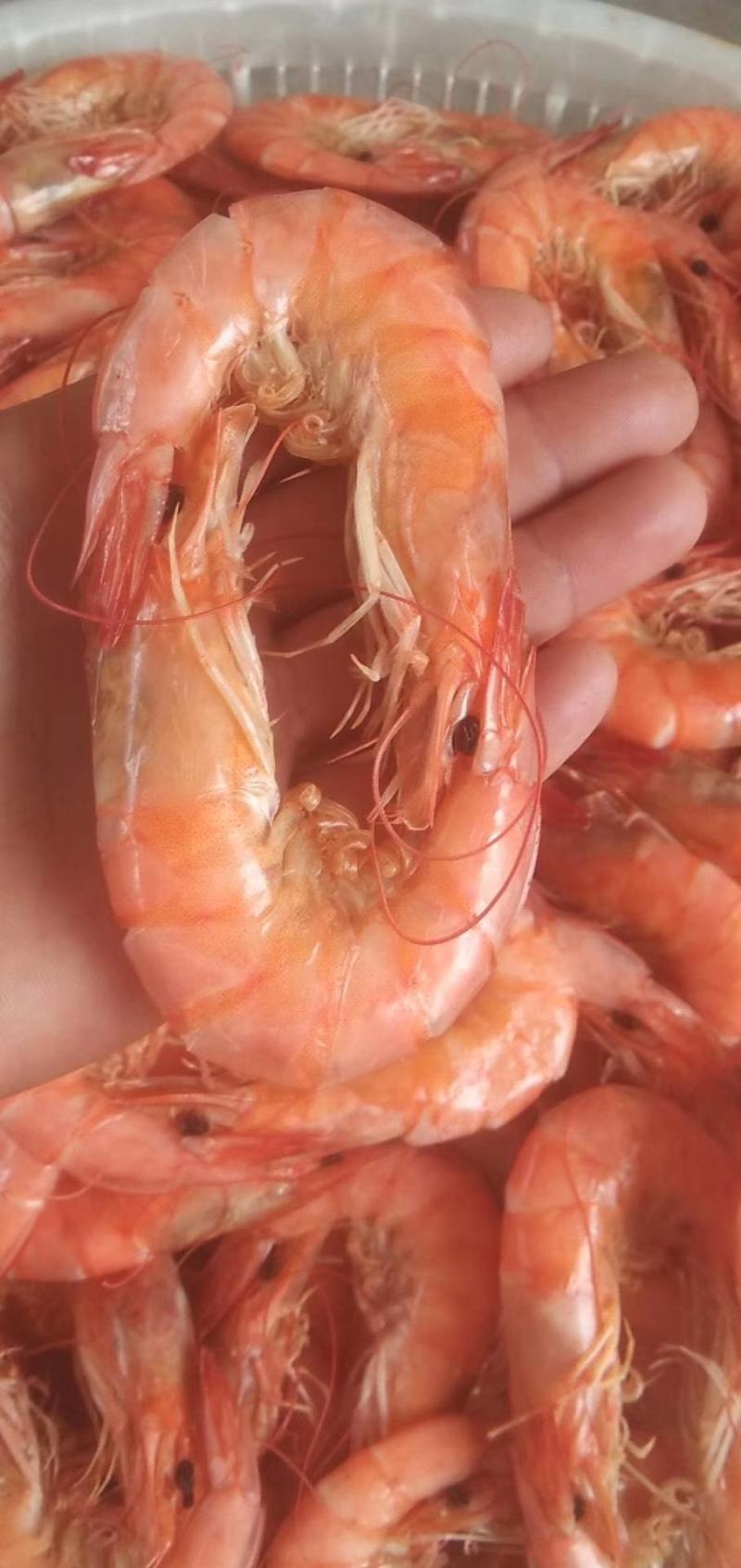 渤海湾海虾对虾无盐的海虾产地直发