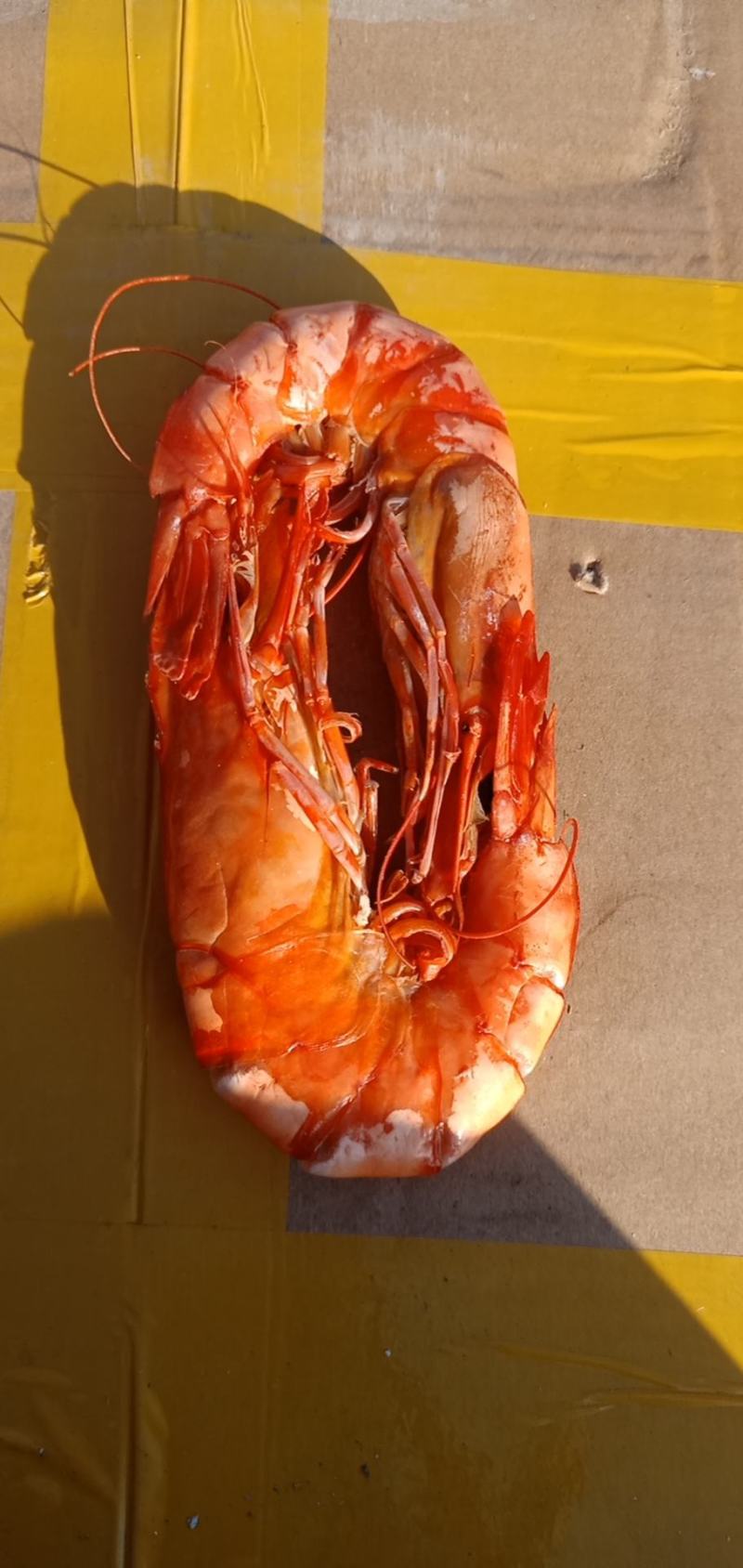 渤海湾海虾对虾无盐的海虾产地直发