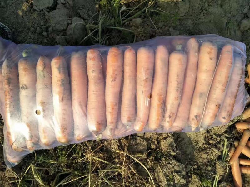 次品胡萝卜通货精品水洗各种规格胡萝卜