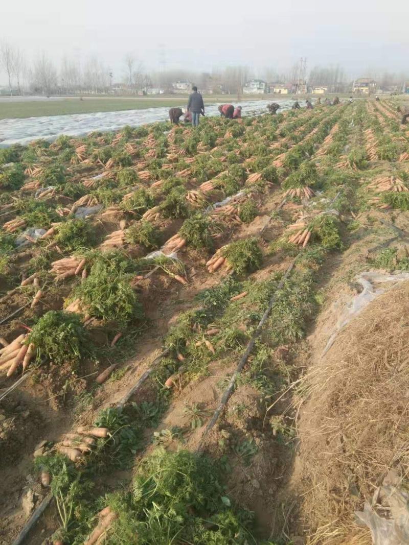 次品胡萝卜通货精品水洗各种规格胡萝卜