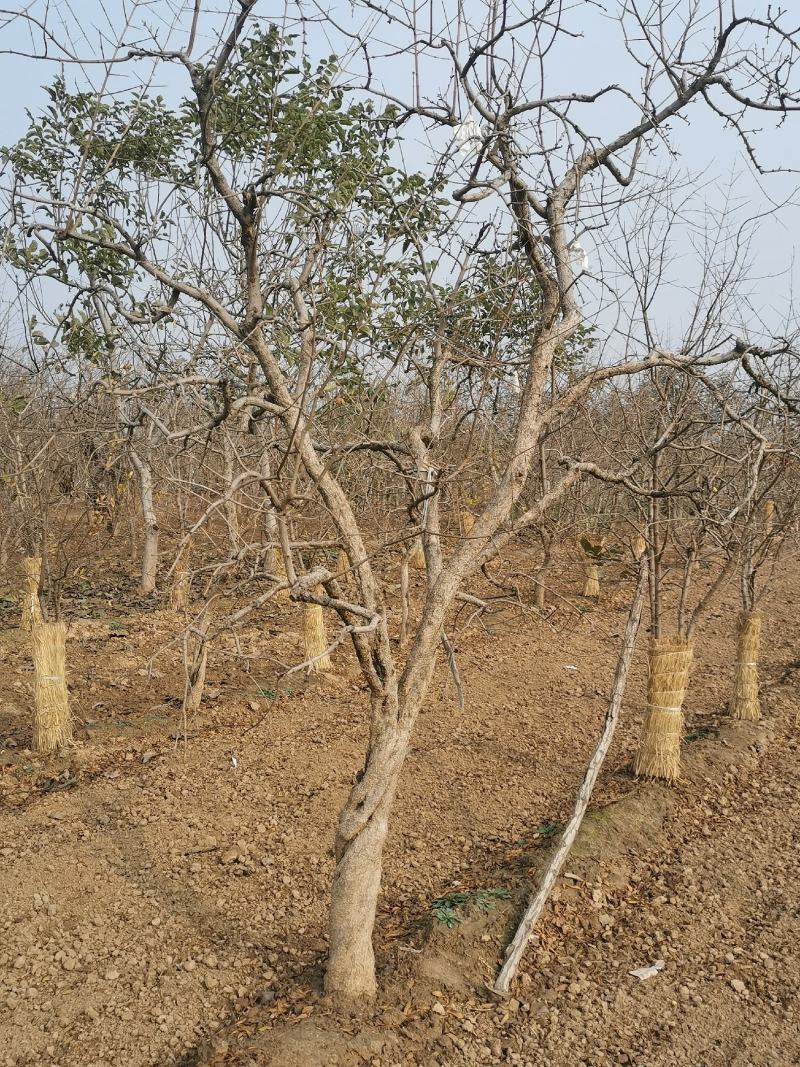 红心软籽石榴树苗，国外突尼斯引进国内种植第一代原生苗