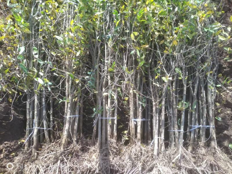 红心软籽石榴树苗，国外突尼斯引进国内种植第一代原生苗