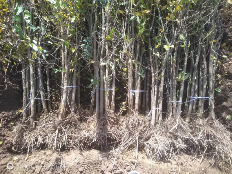 红心软籽石榴树苗，国外突尼斯引进国内种植第一代原生苗