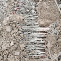 红心软籽石榴树苗，国外突尼斯引进国内种植第一代原生苗