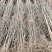 红心软籽石榴树苗，国外突尼斯引进国内种植第一代原生苗