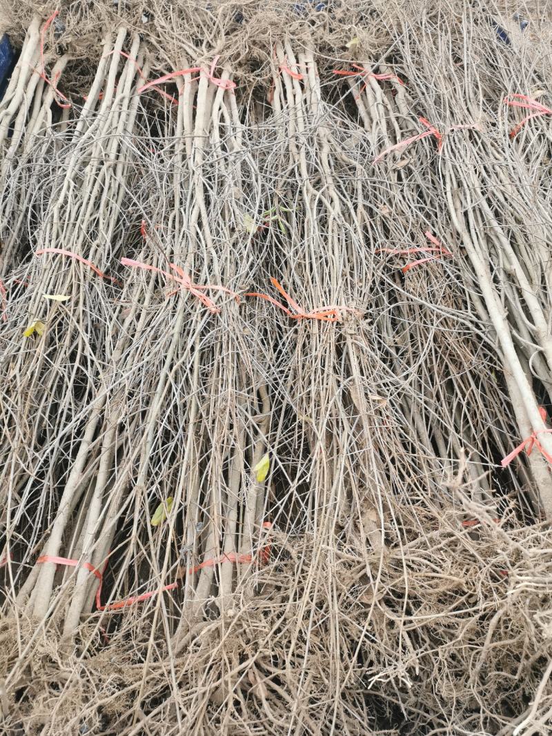 红心软籽石榴树苗，国外突尼斯引进国内种植第一代原生苗