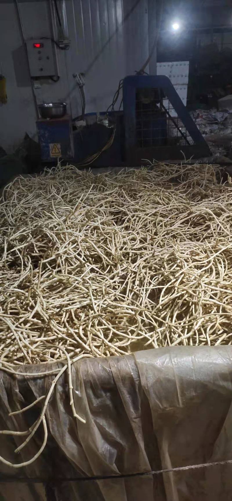 新鲜鱼腥草根白茎折耳根！根同筷子粗，质量保证，根白鲜嫩，