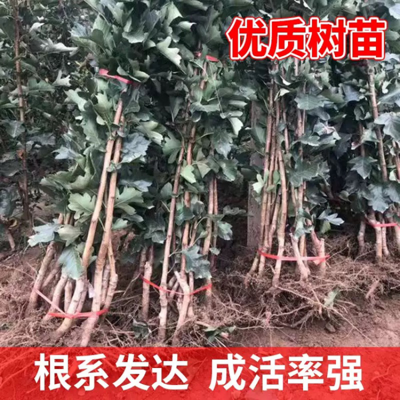 山东精品嫁接山楂苗南北种植两证一签包成活包技术