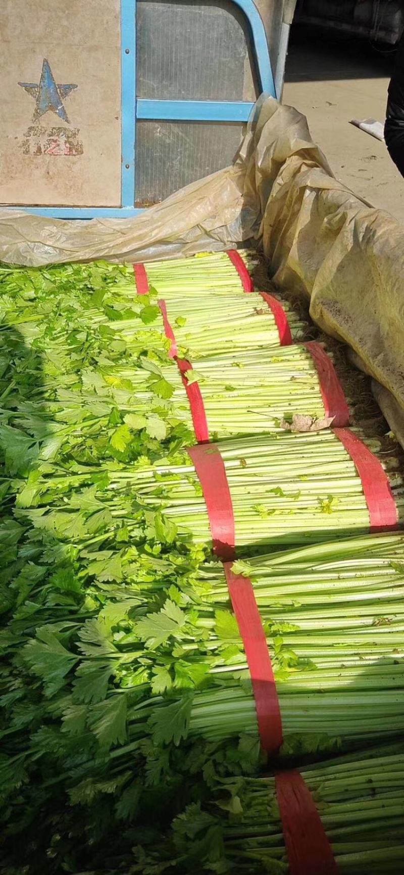 产地直销小芹菜、大量供应、超市、学校、量大直销。