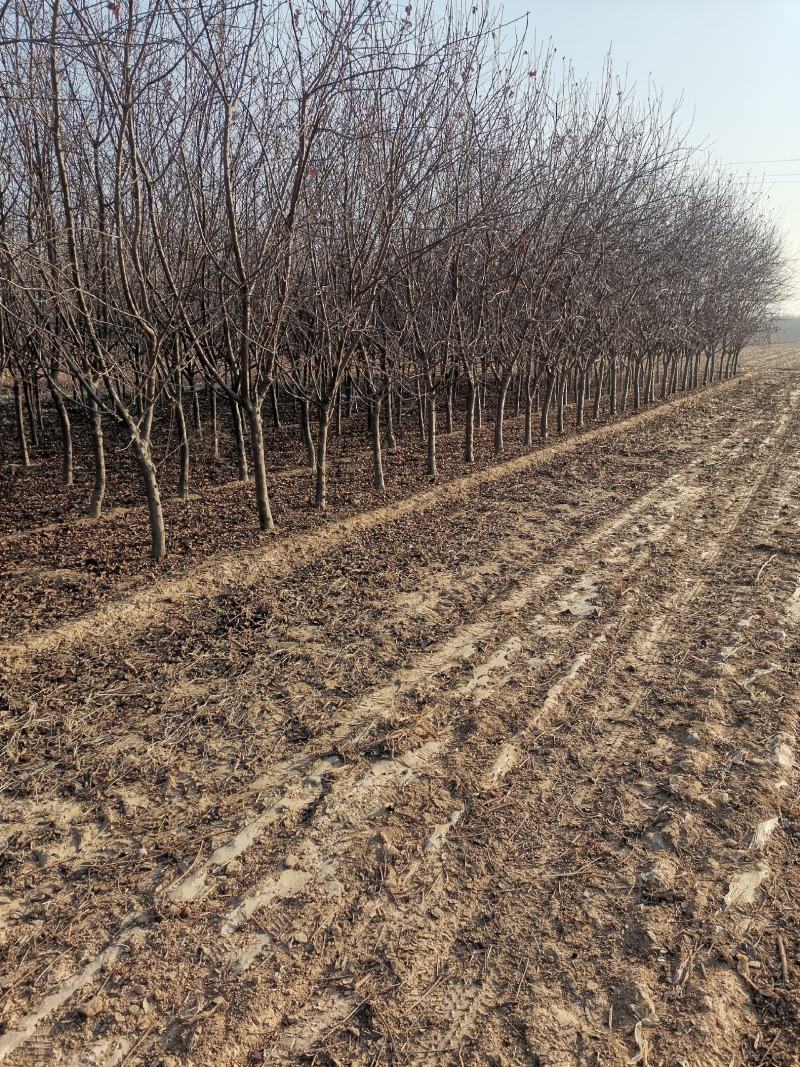 绚丽北美海棠5-8公分便宜出售