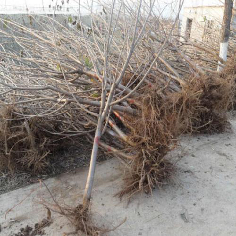 优质嫁接樱桃苗基地直发一手货源欢迎合作