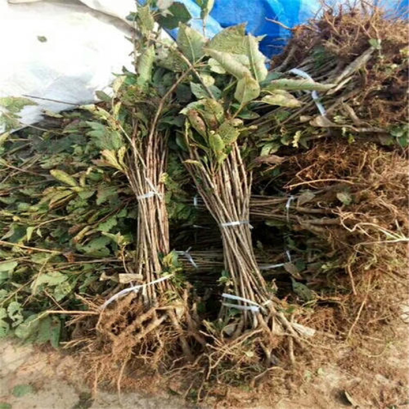 优质嫁接樱桃苗基地直发一手货源欢迎合作