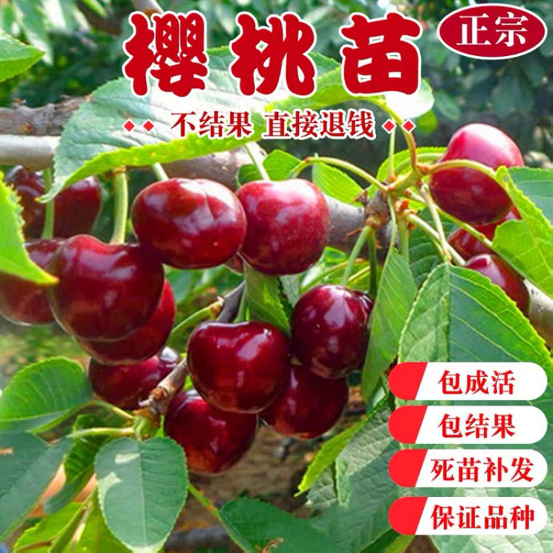 优质嫁接樱桃苗基地直发一手货源欢迎合作