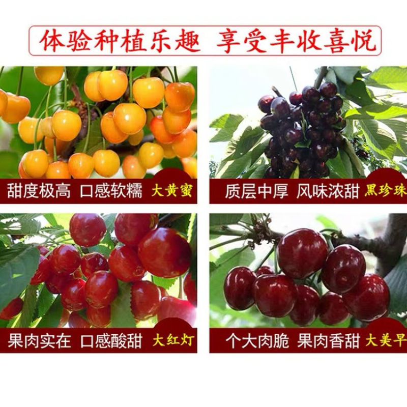 优质嫁接樱桃苗基地直发一手货源欢迎合作