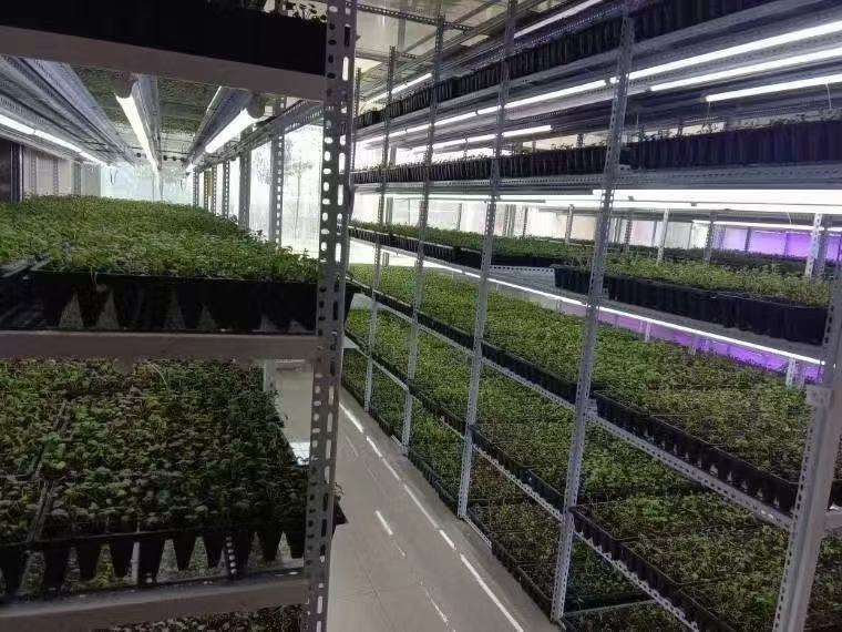 红薯生育期管理日历示意图：横向分栏为月份（4–10月），纵向分区为关键生育阶段（育苗期/栽插期/分枝结薯期/薯块膨大期/成熟收获期），各阶段标注温度要求、水肥重点、病虫防控要点及农事操作图标