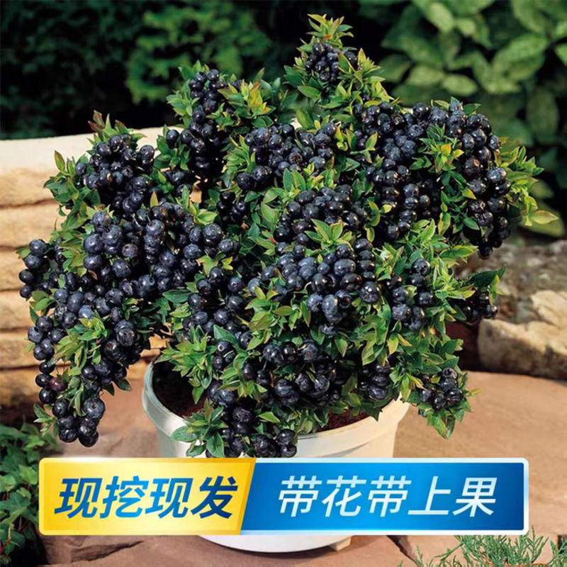 优质嫁接蓝莓苗价格当地低山东直发全国发货