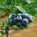 优质嫁接蓝莓苗价格当地低山东直发全国发货