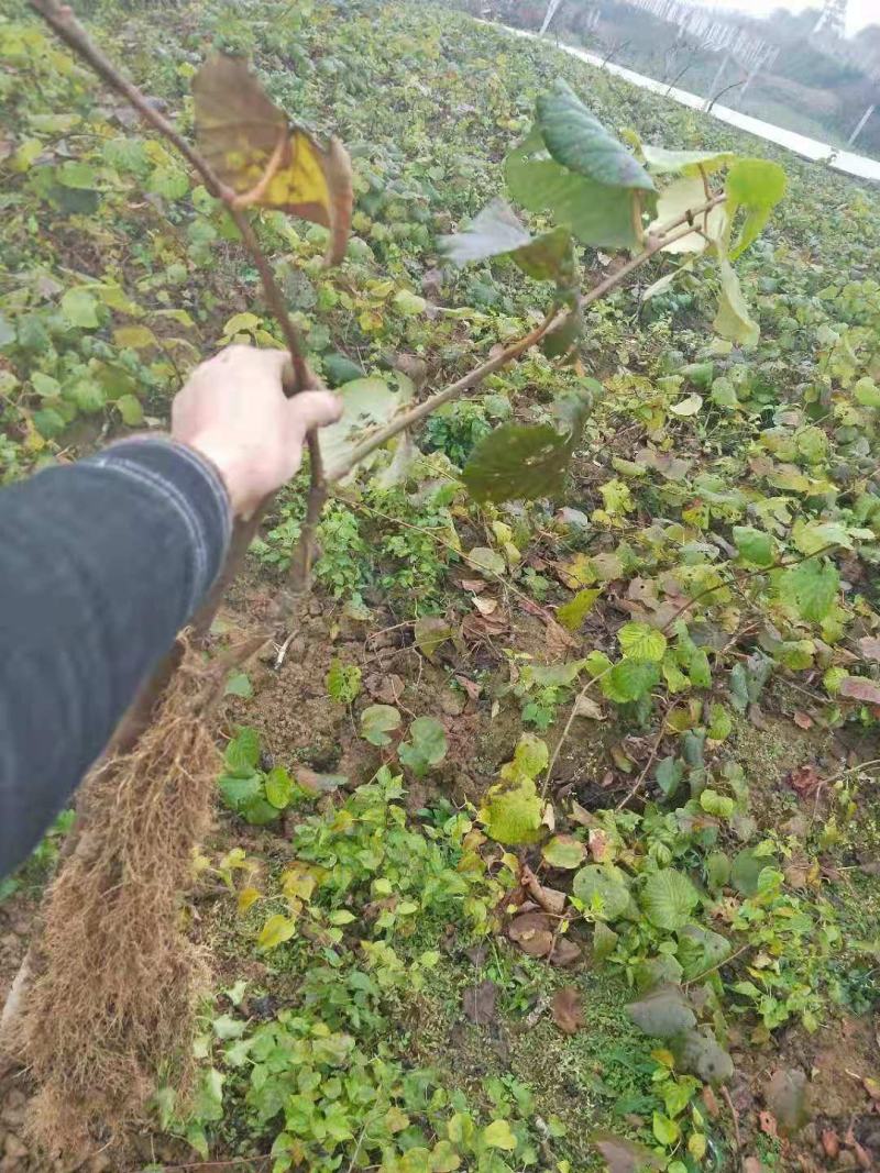 猕猴桃苗湖南万亩猕猴桃苗田高品质自产自销可视频看货