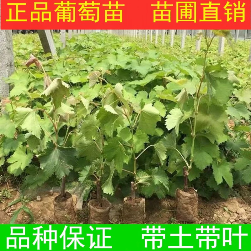 嫁接葡萄苗夏黑葡萄苗常年供应品种齐全