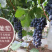 嫁接葡萄苗夏黑葡萄苗常年供应品种齐全