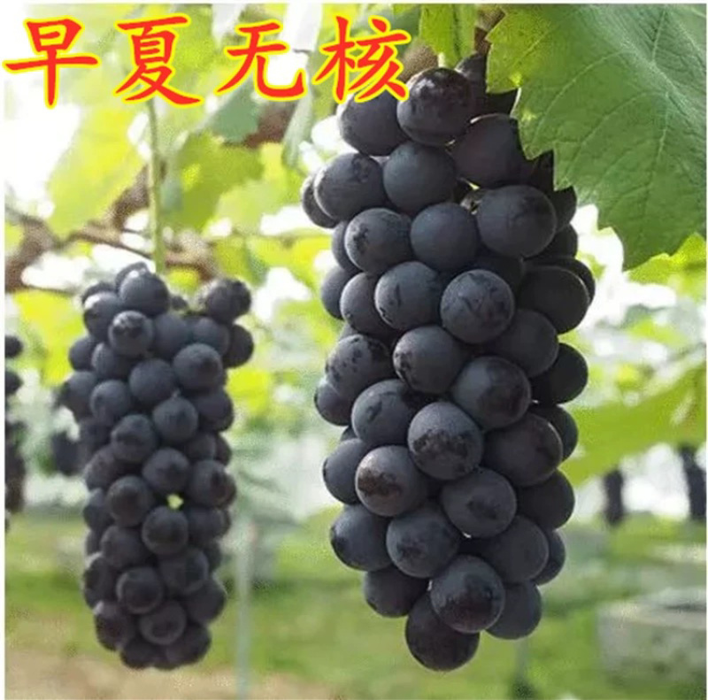 嫁接葡萄苗夏黑葡萄苗常年供应品种齐全