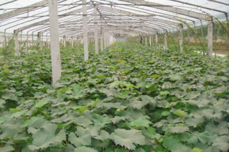 嫁接葡萄苗夏黑葡萄苗常年供应品种齐全
