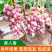 嫁接葡萄苗夏黑葡萄苗常年供应品种齐全