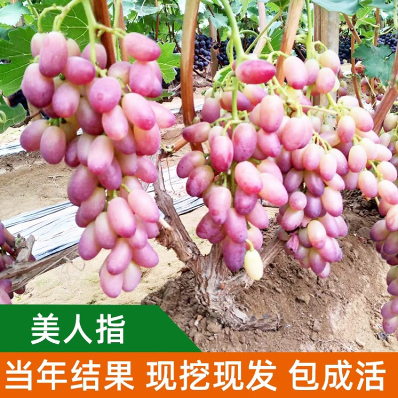 嫁接葡萄苗夏黑葡萄苗常年供应品种齐全