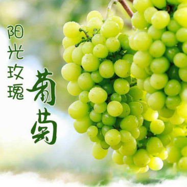 优质嫁接阳光玫瑰葡萄苗南北种植两证一签包成活
