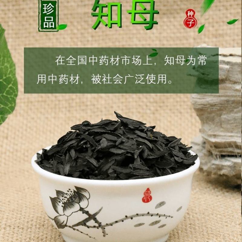 知母种子中药材种子新毛知母籽蒜辫子草地参种子包邮包指导