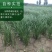 知母种子中药材种子新毛知母籽蒜辫子草地参种子包邮包指导