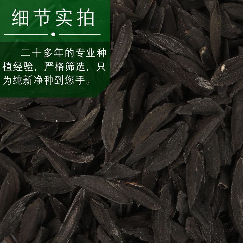 知母种子中药材种子新毛知母籽蒜辫子草地参种子包邮包指导