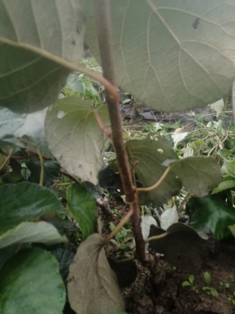猕猴桃苗湖南万亩猕猴桃苗田高品质自产自销可视频看货