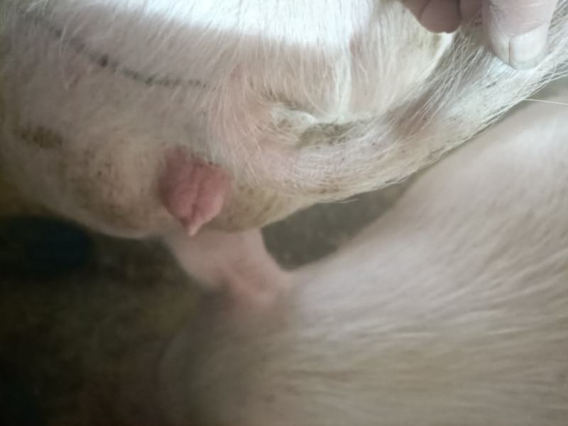 优质待孕母猪出售，支持检测