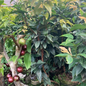 艾斯卡树葡萄美植袋嫁接苗