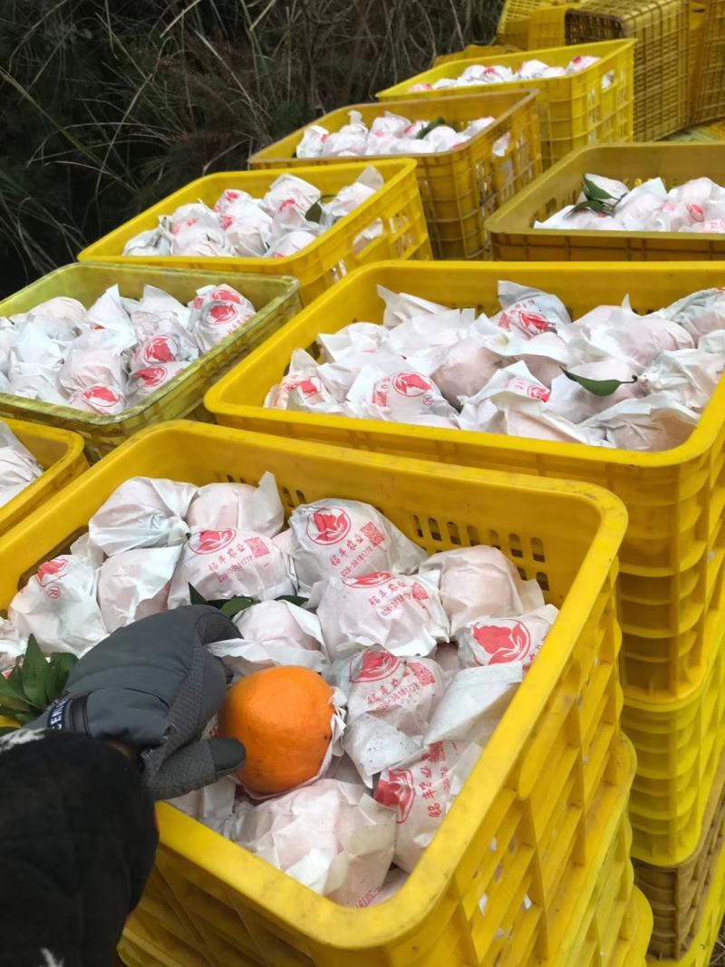 正宗春见耙耙柑纯甜化渣大量供应产地直销提前预定