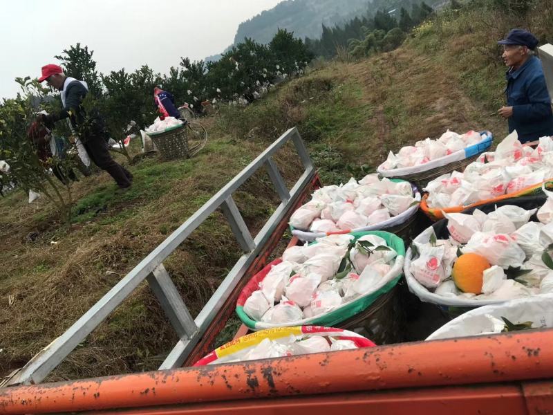 正宗春见耙耙柑纯甜化渣大量供应产地直销提前预定