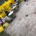 正宗春见耙耙柑纯甜化渣大量供应产地直销提前预定