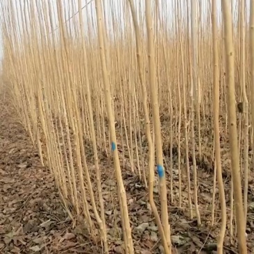 2公分杜仲大量上货中