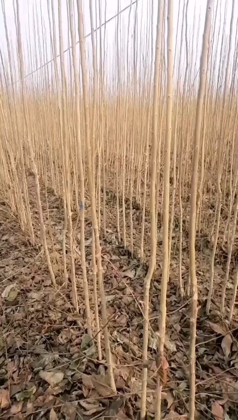 2公分杜仲大量上货中